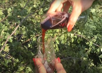 домашнее вино, скриншот из видео