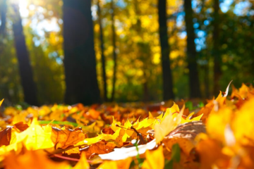 Листья, изображения из свободных источников