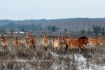 Фото: Чорнобильський заповідник