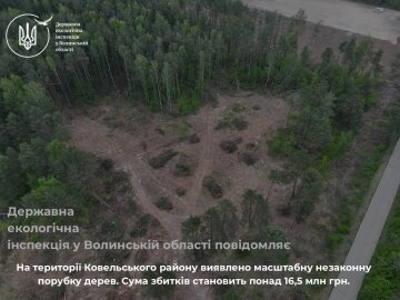 незаконная вырубка деревьев