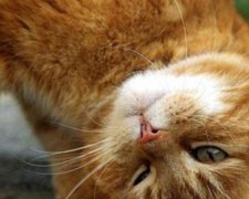 Кіт завадив дівчині стати "зіркою" йоги