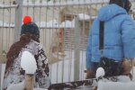 Скрін, відео YouTube сніг