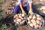 Нові ціни на овочі змусять дніпрян сьорбати суп без картоплі