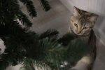 Котик. Фото скріншот з Youtube