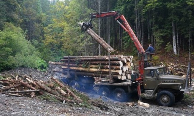 Гослесагентство создаст электронный учет деревьев для борьбы с вырубкой 