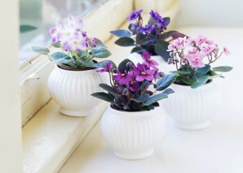 Цветы на подоконнике, фото из свободных источников
