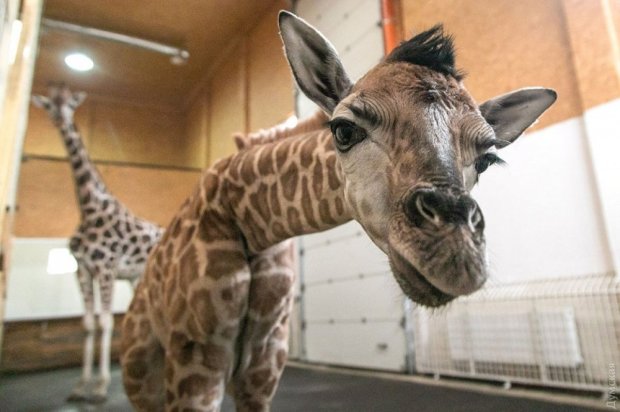 60-килограммовый Арсений: украинцам показали необычного жирафа