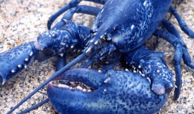 Канадські рибалки зловили двох блакитних омарів