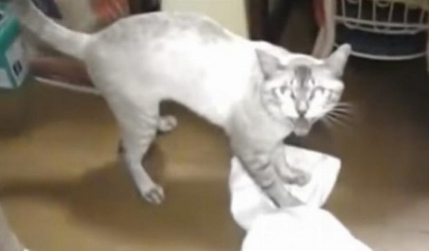 Кіт-прибиральник ретельно миє підлогу та «сварить» свого хазяїна (відео)