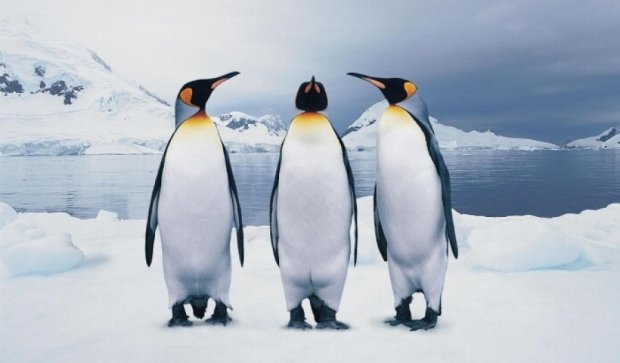 Сеть покорил толстый пингвин на беговой дорожке (видео)