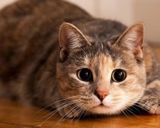 "Котячий маньяк" тероризує австрійське місто