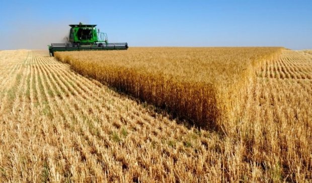 Засуха вб'є п'яту частину врожаю пшениці