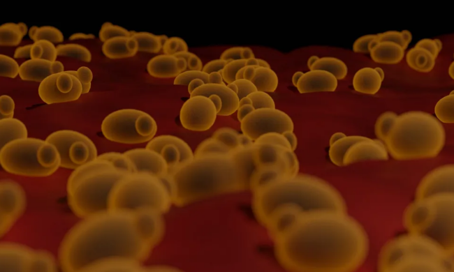 Микробы / фото: Livescience