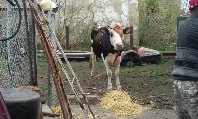 Шахов показал последствия коммунального террора "Нафтогаза": пенсионеры поселились в сарае с животными