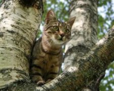 У столиці жінка загинула, рятуючи кошеня
