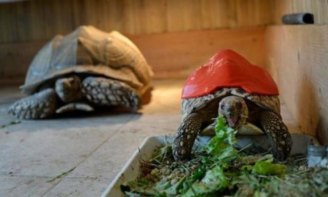 Для хворої черепахи надрукували 3D-панцир