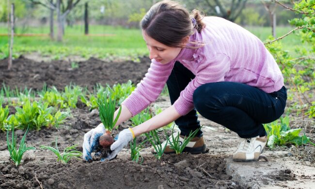 высадка растений
