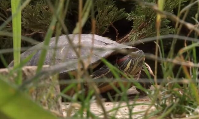 Скрін, відео YouTube