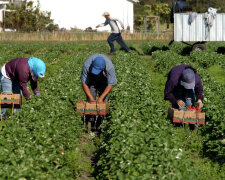 Продажа овощей и сезонная работа: налоги
