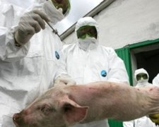Харківську область охопила епідемія африканської чуми свиней (відео)