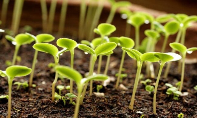 Немцы научат растения самодисциплине