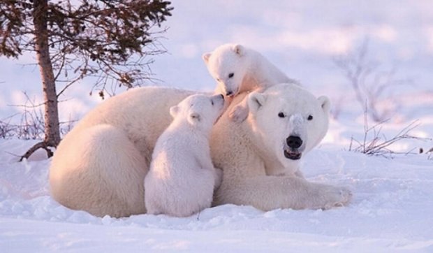 Фотограф мерз 117 годин, щоб сфотографувати білих ведмедів (фото)
