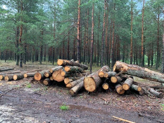 вырубка лесов, древесина, кругляк \\ фото Госэкоинспекция