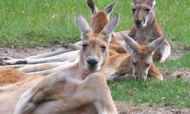 У сором'язливих кенгуру мало друзів