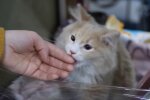Скрін, відео YouTube кішка