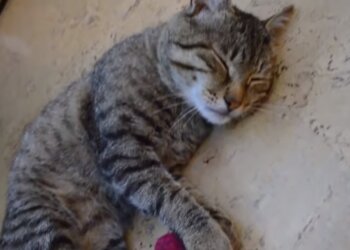Котик, скриншот: Youtube