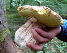 Рокеры Х-фактора, бандуристы и политики: как открыли грибной сезон в Украине