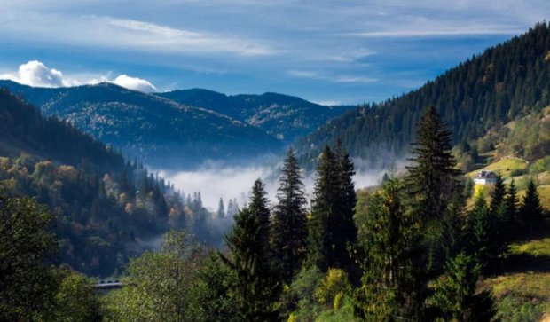 Букові ліси ЮНЕСКО вирубують на Закарпатті