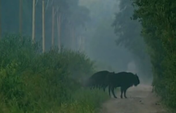 Тварини у Зоні відчуження, скріншот відео