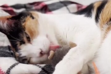 Кошка ластится. Фото: скриншот Youtube