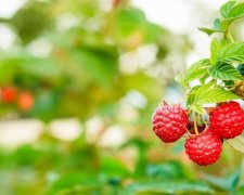 День Марини-Пімени 20 серпня: чого категорично не можна робити