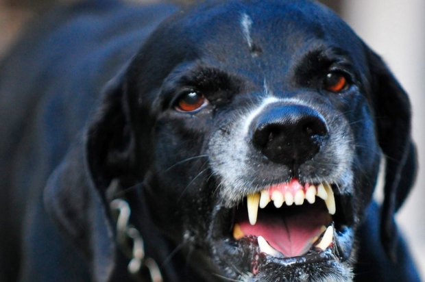 Раненая украинка пять часов догоняла агрессивного пса, напавшего на нее