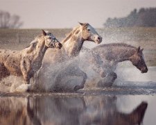 Любов до коней фотограф передала через об'єктив