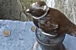На голову петербурзькому Чижику-Пижику натягнули презерватив