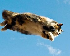 10 доказів того, що коти можуть літати