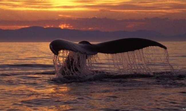 Кити показали, що відбувається на глибині 300 метрів