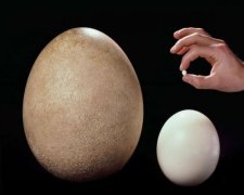 Всесильні яйця: експерти розповіли про користь продукту