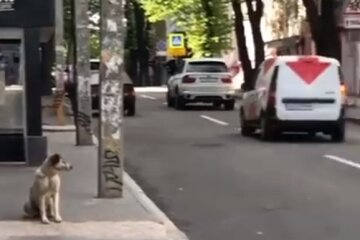 Скрин, видео YouTube