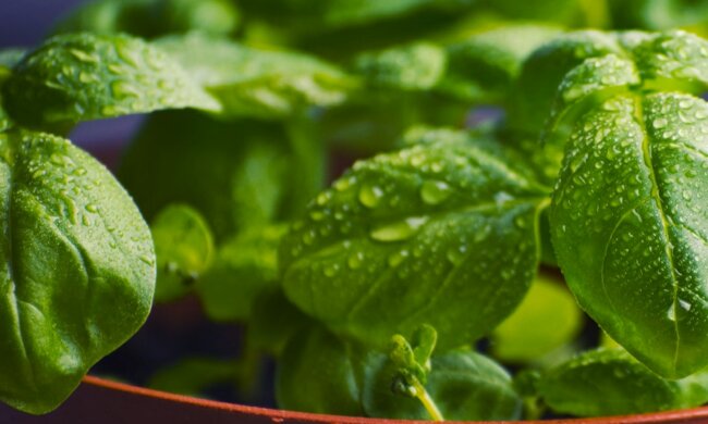 Базилик, скриншот с видео