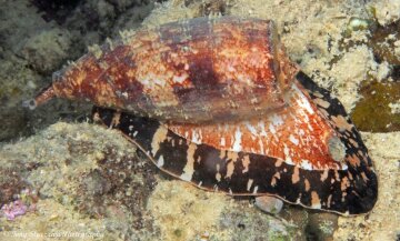 Conus geographus