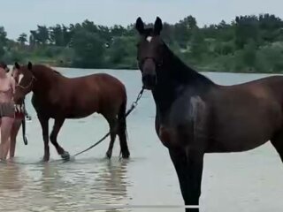 Коні на пляжі, фото: скріншот з відео