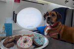Авіакомпанія для перевезення собак / фото: Instagram BARK Air
