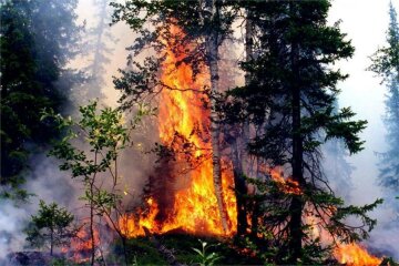 Українським лісам загрожує катастрофа без держфінасування