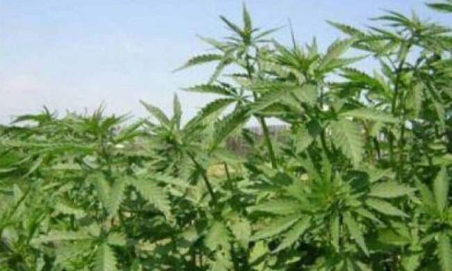 Пограничники и милиция изъяли 10 кг каннабиса в Сумской области