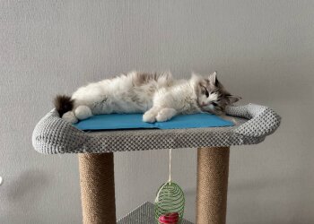 Котик, зображення: Знай.ua