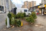 Не вздумайте выносить елку на мусорку, эксперты предлагают ее... съесть: "Думайте, как о розмарине"